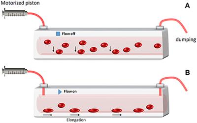 Hydrodynamic Red Blood Cells Deformation by Quantitative Phase Microscopy and Zernike Polynomials